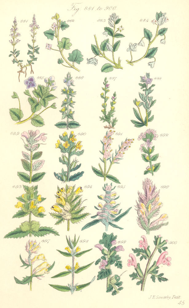 WILD FLOWERS. Speedwell Chickweed Eye-bright Red-rattle Louse-wort. SOWERBY 1890
